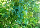 <i>Passiflora caerulea</i> L. [Passifloraceae]