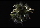 <i>Tillandsia aeranthos</i> (Loisel.) L. B. Sm. [Bromeliaceae]