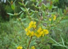 <i>Heimia myrtifolia</i> Cham. & Schltd. [Lythraceae]