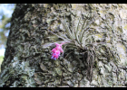 <i>Tillandsia aeranthos</i> (Loisel.) L. B. Sm. [Bromeliaceae]