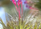 <i>Tillandsia aeranthos</i> (Loisel.) L. B. Sm. [Bromeliaceae]