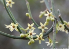 <i>Orthosia aphylla</i> (Vell) Malme [Asclepiadaceae]