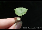 <i>Dichondra sericea</i> Sw. [Convolvulaceae]