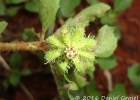 <i>Acanthospermum australe</i> (Loefl.) Kuntze [Asteraceae]