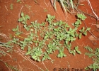 <i>Acanthospermum australe</i> (Loefl.) Kuntze [Asteraceae]