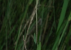 <i>Eclipta megapotamica</i> Sch. Bip. ex. S.F. Blane [Asteraceae]
