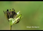 <i>Eclipta megapotamica</i> Sch. Bip. ex. S.F. Blane [Asteraceae]