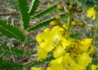 <i>Schizolobium parahyba</i> (Vell.) Blake [Fabaceae]