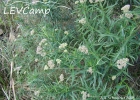 <i>Eupatorium bupleurifolium</i> DC. [Asteraceae]