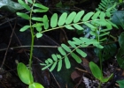 <i>Schizolobium parahyba</i> (Vell.) Blake [Fabaceae]