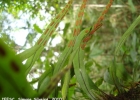 <i>Pleopeltis astrolepis</i> (Liebm.) E.Fourn. [Polypodiaceae]