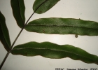 <i>Pteris splendens</i> Kaulf. [Pteridaceae]