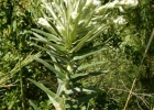 <i>Baccharis leucopappa</i> DC. [Asteraceae]