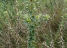 <i>Baccharis leucopappa</i> DC. [Asteraceae]