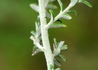 <i>Baccharis ochracea</i> Spreng. [Asteraceae]