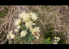 <i>Baccharis patens</i> Baker [Asteraceae]