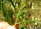 <i>Baccharis punctulata</i> DC. [Asteraceae]
