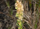 <i>Conyza blakei</i> (Cabrera) Cabrera [Asteraceae]