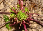 <i>Conyza blakei</i> (Cabrera) Cabrera [Asteraceae]