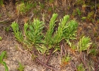 <i>Conyza blakei</i> (Cabrera) Cabrera [Asteraceae]