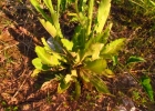 <i>Conyza primulifolia</i> (Lam.) Cuatrec. & Lourteig [Asteraceae]