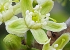 <i>Erythroxylum argentinum</i> O.E.Schulz [Erythroxylaceae]