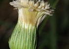 <i>Podocoma hieraciifolia</i> Cass. [Asteraceae]