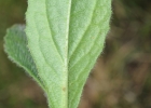 <i>Podocoma hieraciifolia</i> Cass. [Asteraceae]