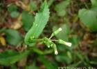 <i>Podocoma notobellidiastrum</i> (Griseb.) G.L. Nesom [Asteraceae]