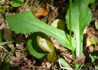 <i>Podocoma notobellidiastrum</i> (Griseb.) G.L. Nesom [Asteraceae]