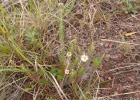 <i>Sommerfeltia spinulosa</i> Less. [Asteraceae]