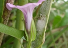 <i>Ipomoea fimbriosepala</i> Choisy [Convolvulaceae]