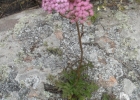 <i>Eupatorium tanacetifolium</i> Gill. ex Hook. & Arn. [Asteraceae]