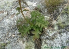 <i>Eupatorium tanacetifolium</i> Gill. ex Hook. & Arn. [Asteraceae]