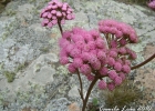 <i>Eupatorium tanacetifolium</i> Gill. ex Hook. & Arn. [Asteraceae]