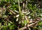 <i>Chevreulia acuminata</i> Less. [Asteraceae]