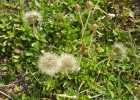 <i>Chevreulia sarmentosa</i> (Pers.) Blake [Asteraceae]