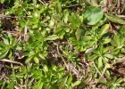<i>Chevreulia sarmentosa</i> (Pers.) Blake [Asteraceae]