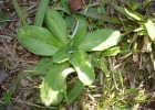 <i>Gamochaeta coarctata</i> (Willd.) Kerguélen [Asteraceae]