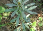 <i>Gamochaeta simplicicaulis</i> (Willd. ex Spreng.) Cabrera [Asteraceae]