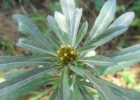 <i>Gamochaeta simplicicaulis</i> (Willd. ex Spreng.) Cabrera [Asteraceae]