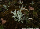 <i>Gamochaeta stachydifolia</i> (Lam.) Cabrera [Asteraceae]