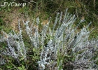 <i>Lucilia acutifolia</i> (Poir.) Cass. [Asteraceae]