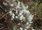 <i>Lucilia acutifolia</i> (Poir.) Cass. [Asteraceae]