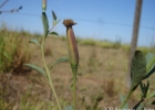 <i>Porophyllum ruderale</i> (Jacq.) Cass. [Asteraceae]