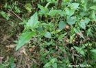 <i>Calea pinnatifida</i> (R. Br.) Less. [Asteraceae]