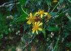 <i>Calea pinnatifida</i> (R. Br.) Less. [Asteraceae]