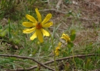 <i>Calea uniflora</i> Less. [Asteraceae]