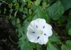 <i>Ipomoea purpurea</i> (L.) Roth. [Convolvulaceae]