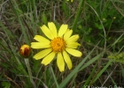 <i>Calea uniflora</i> Less. [Asteraceae]
